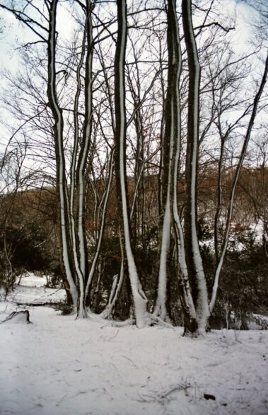 Hayedo de Errekazar, Sierra de Alaiz